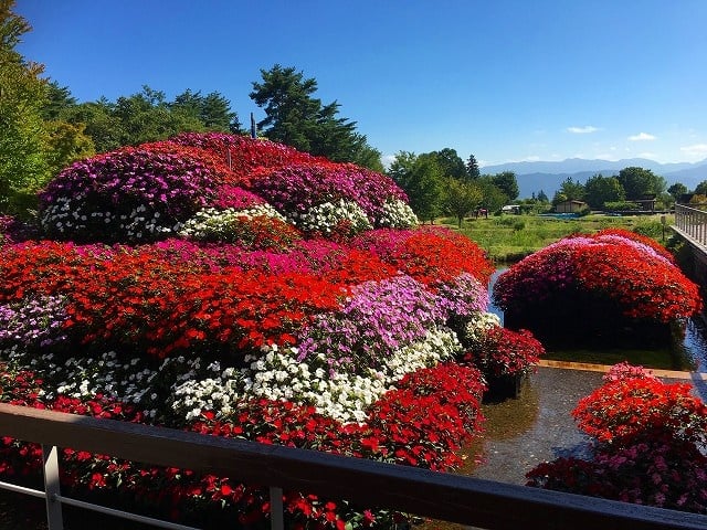 国営アルプスあづみの公園 秋コスモスの花フェスタ