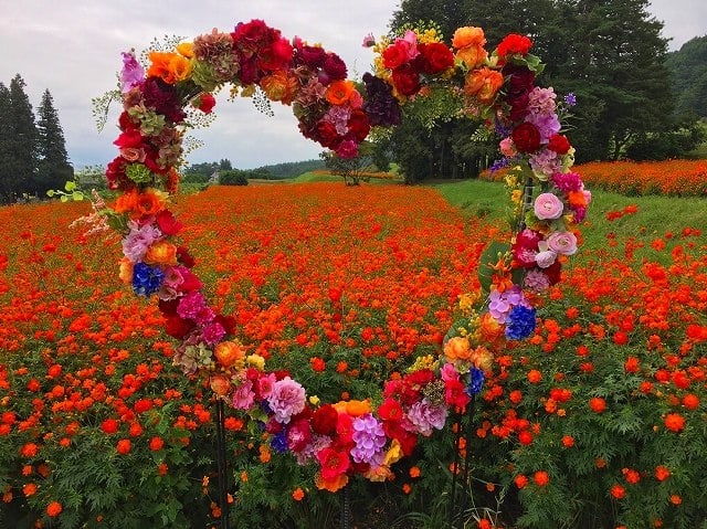 国営アルプスあづみの公園 秋コスモスの花フェスタ