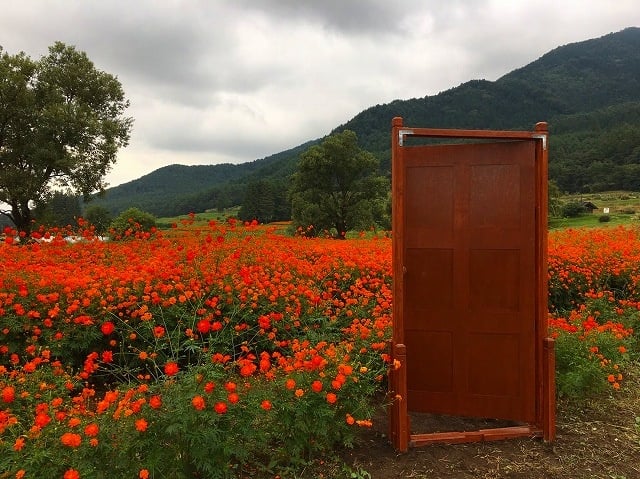 国営アルプスあづみの公園 秋コスモスの花フェスタ